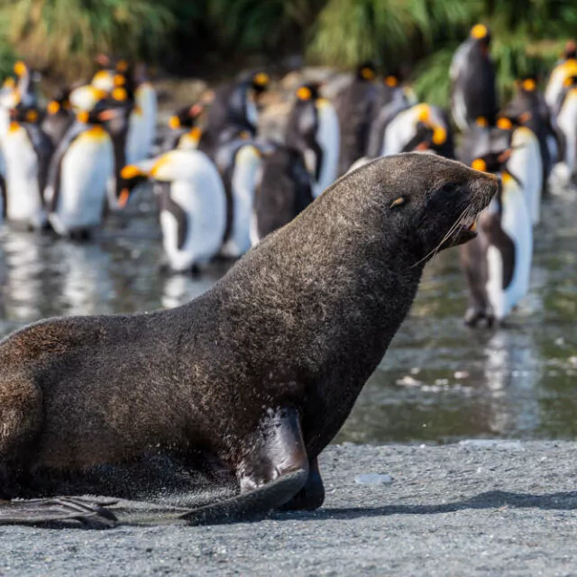 Robben und Pinguine in Südgeorgien