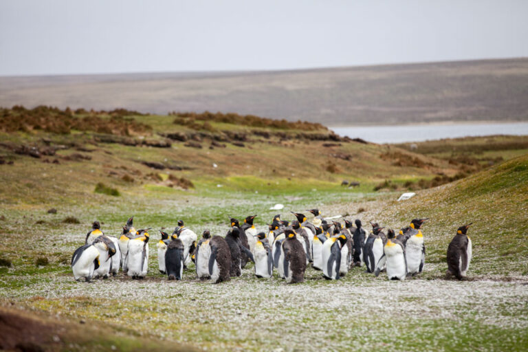 Gruppe Königspinguine auf den Falkland Inseln