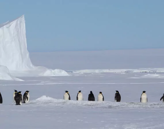 HANSEATIC inspiration: Halbumrundung der Antarktis 32 Tage