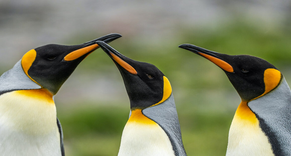 HANSEATIC nature: Große Expeditionsroute intensiv 18 Tage