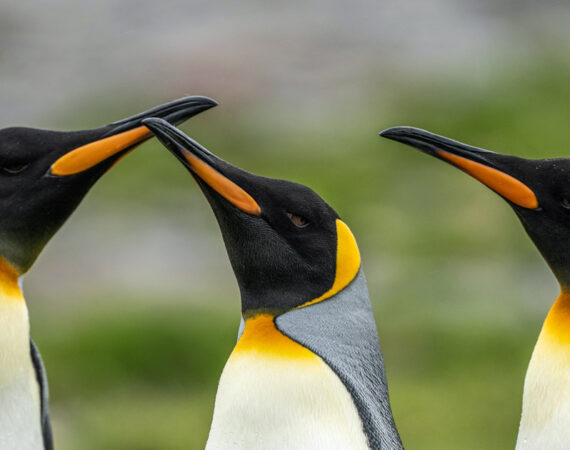 HANSEATIC nature: Große Expeditionsroute intensiv 18 Tage