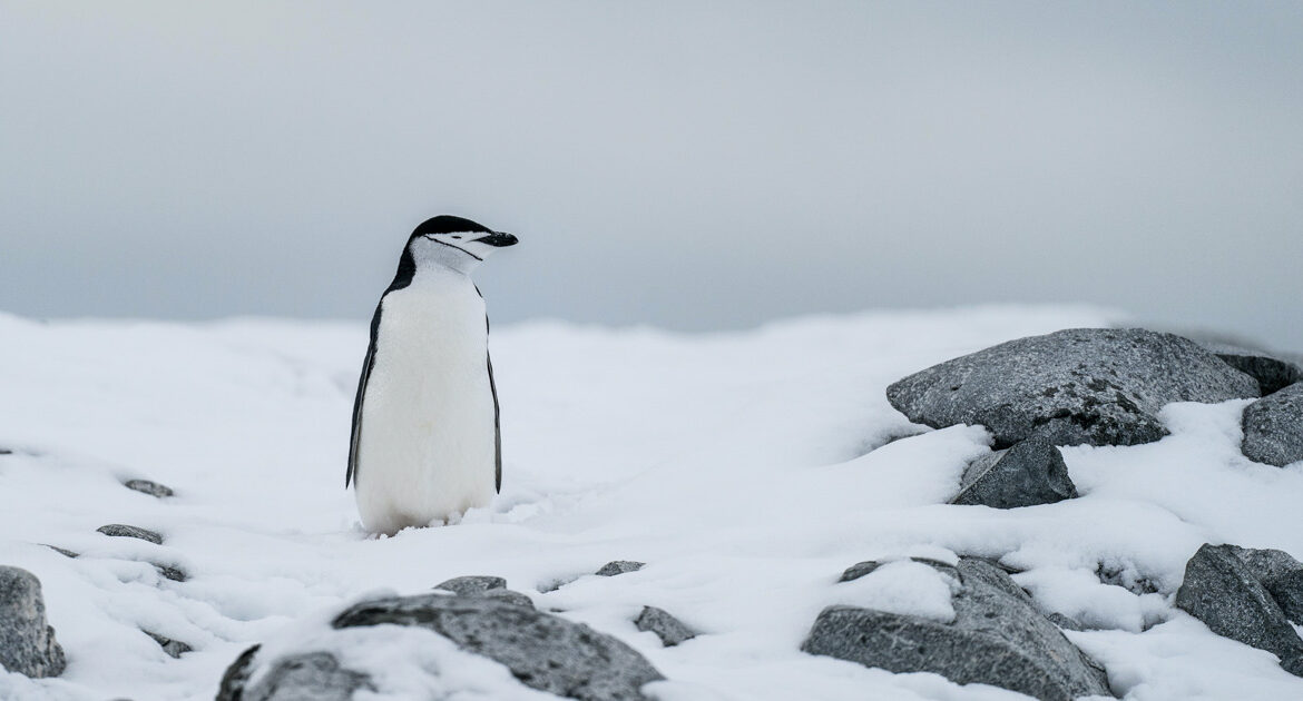HANSEATIC nature Große Expeditionsroute intensiv mit Südpolarkreis & Kap Hoorn