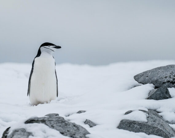 HANSEATIC nature Große Expeditionsroute intensiv mit Südpolarkreis & Kap Hoorn
