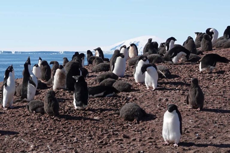 Pinguine in der Antarktis