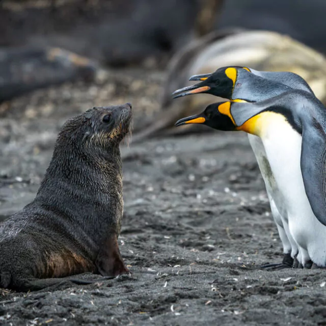 Robbe und Königspinguin in Südgeorgien