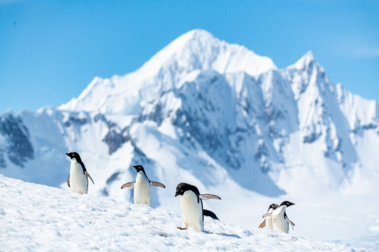 Seabourn Venture mit Pinguinen in der Antarktis