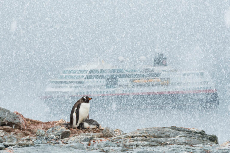 Antarktis mit MS Maud von Hurtigruten