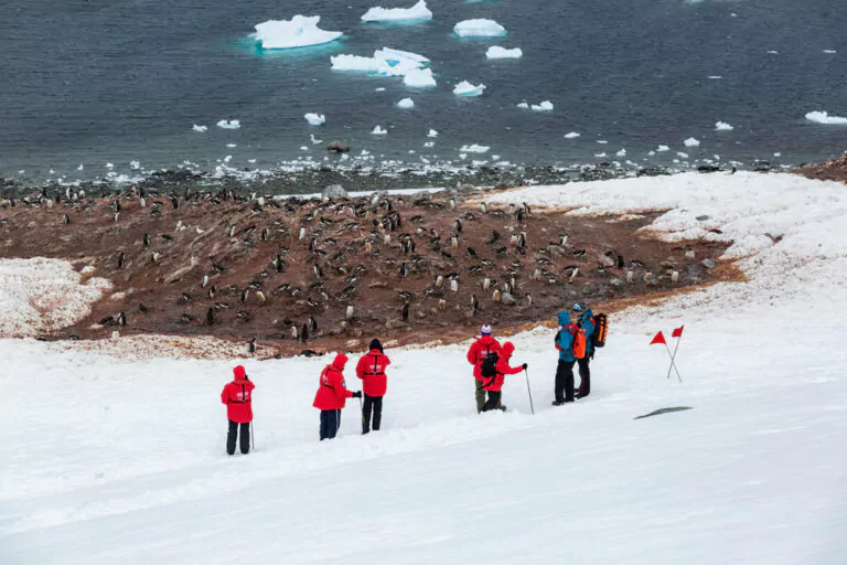 Besuch einer Pinguinkolonie mit der MV Sea Spirit von Poseidon Expeditions