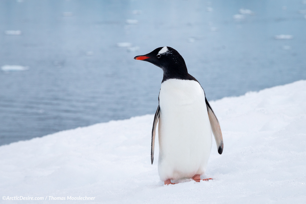 Eselspinguine in Neko Harbour in der Antarktis
