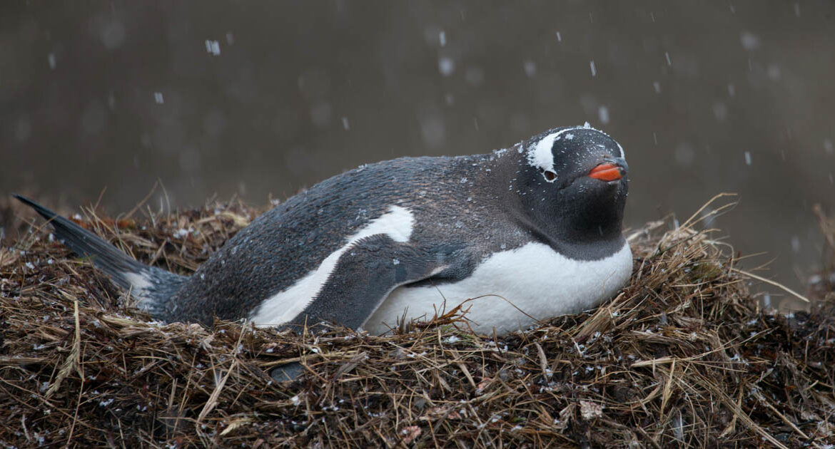 Expeditionsreise Antarktis und Patagonien Kurs Süd 24 MS Roald Amundsen Hurtigruten