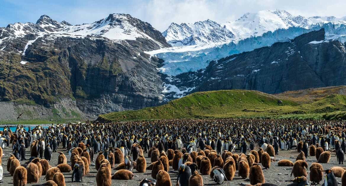 Falklandinseln, Südgeorgien & Antarktis im Spätsommer