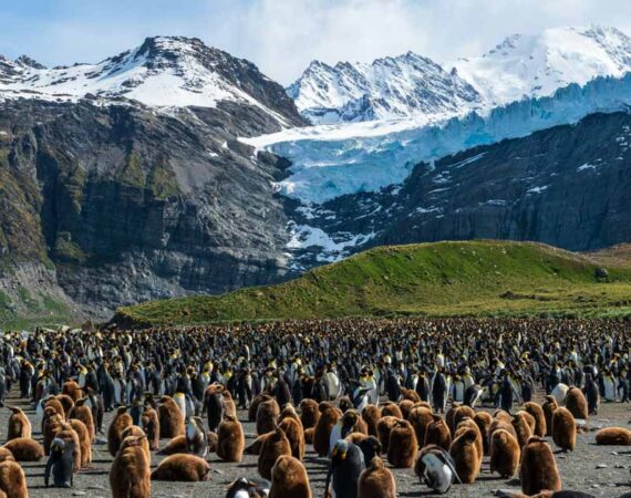 Falklandinseln, Südgeorgien & Antarktis im Spätsommer