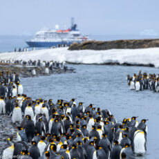 Falklandinseln, Südgeorgien & Antarktis in 21 Tagen Piet van den Bemd Poseidon Expeditions