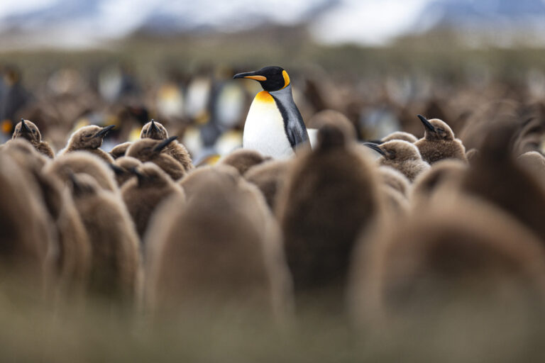 Königspinguin Südgeorgien Foto Antarktis