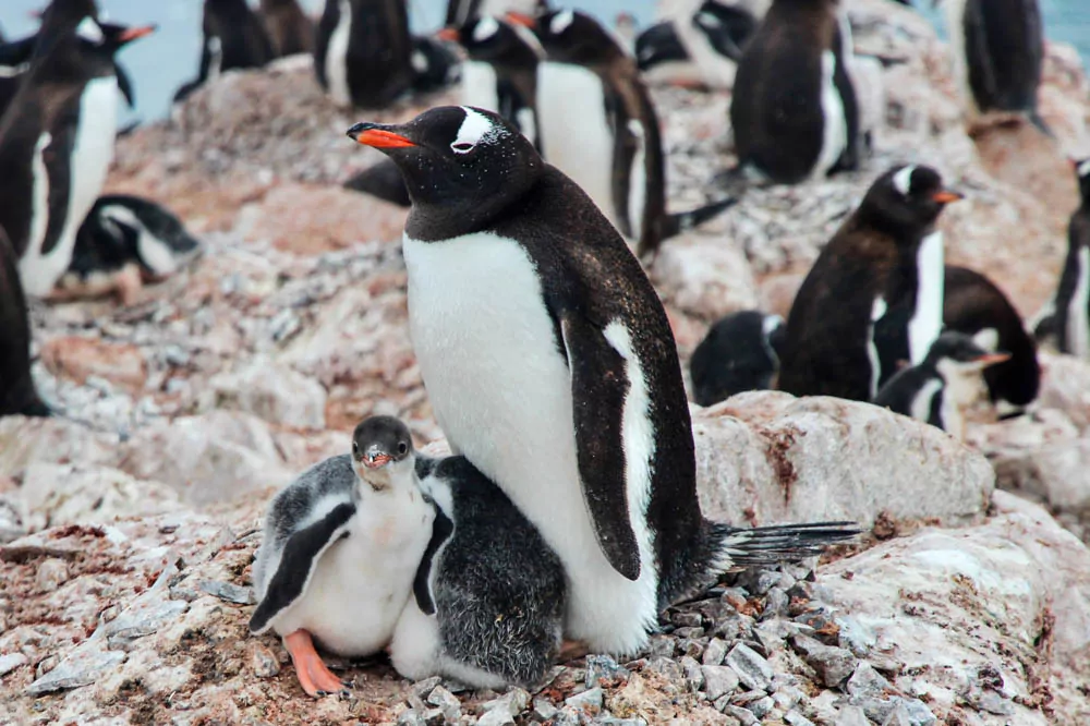 Pinguin Küken in der Antarktis