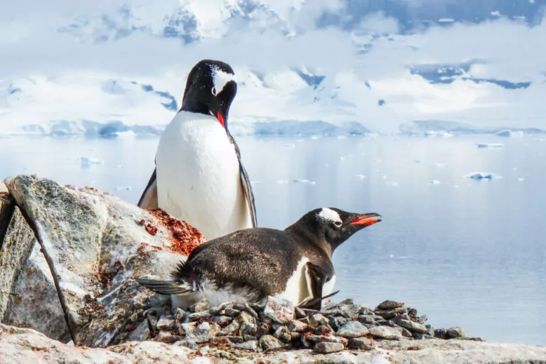 Pinguine in der Antarktis