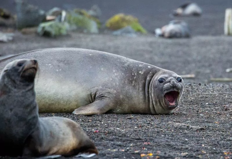 See-Elefanten auf Deception Island in der Antarktis