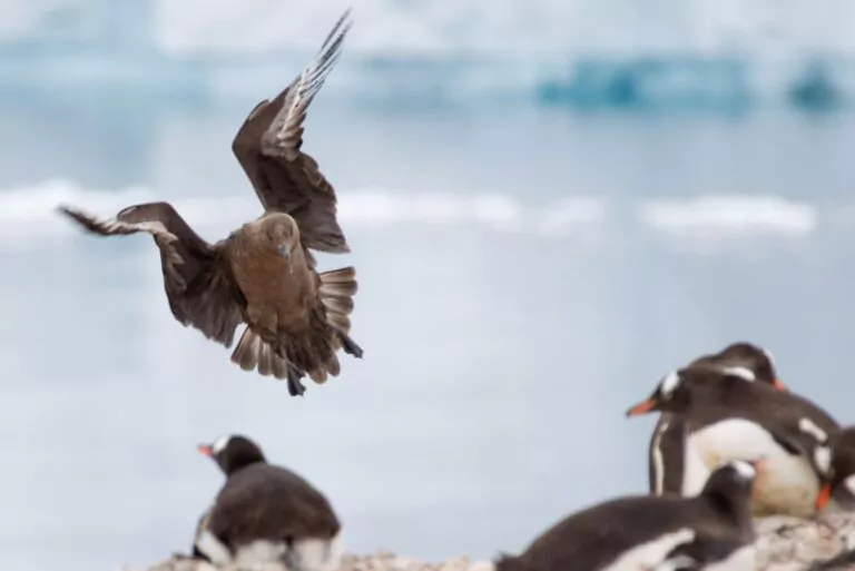 Skua in der Antarktis