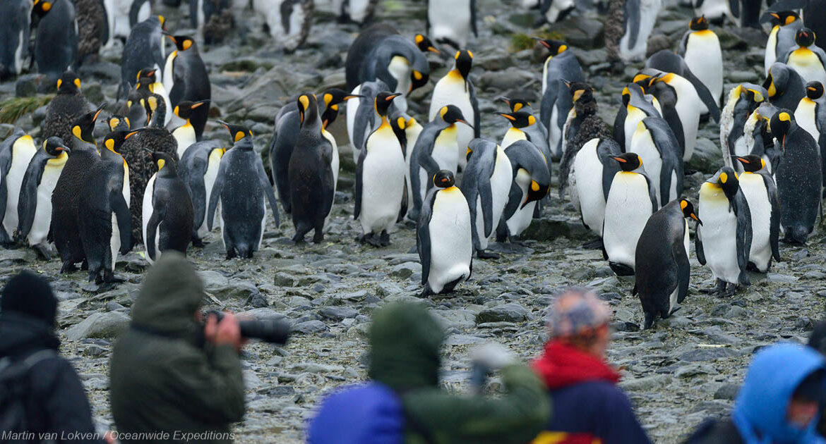 20 Tage Falkland-Inseln, Südgeorgien & Antarktische Halbinsel im Frühsommer Plancius © Martin van Lokven Oceanwide Expeditions