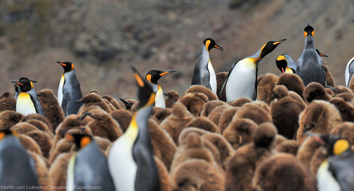 Große Südgeorgien-Tour im Frühling der Subantarktis MS Hondius © Martin van Lokven Oceanwide Expeditions