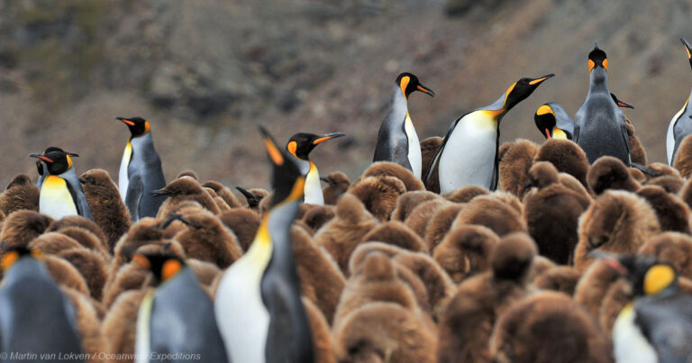 Große Südgeorgien-Tour im Frühling der Subantarktis MS Hondius © Martin van Lokven Oceanwide Expeditions