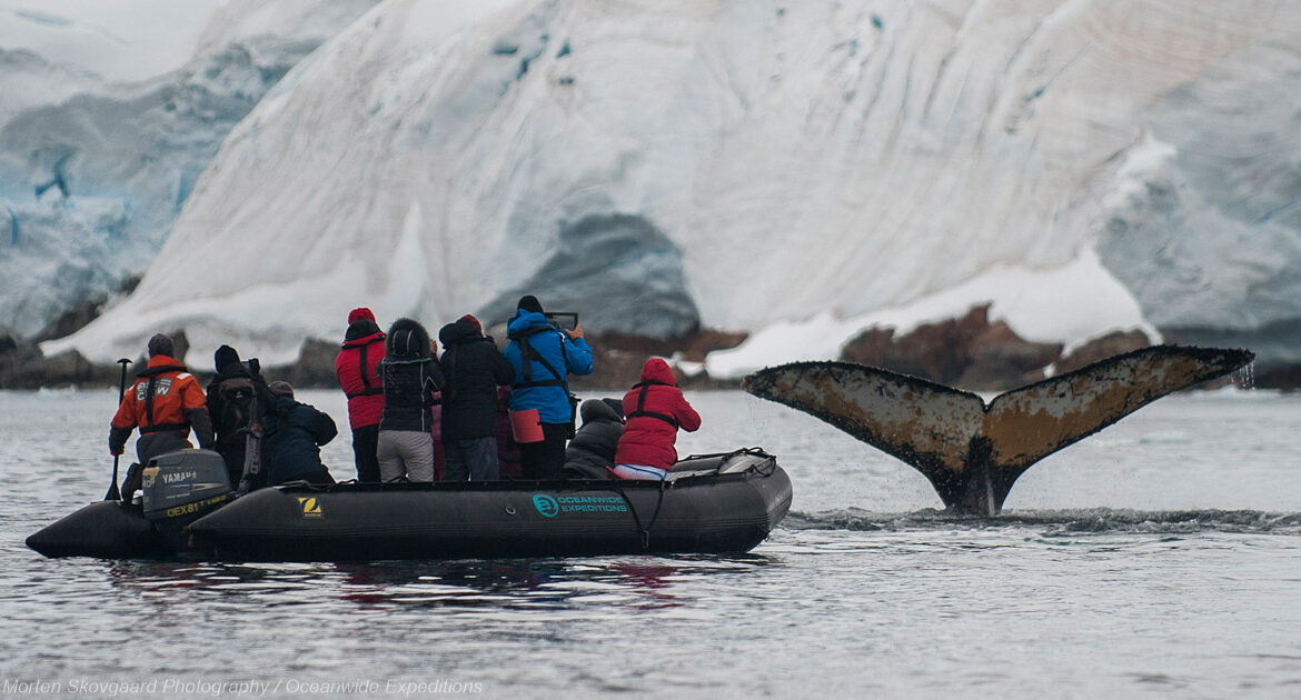 Jenseits des Polarkreises Wilkins-Schelfeis Aurora Australis © Morten Skovgaard Photography Oceanwide Expeditions