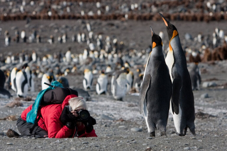 Königspinguine Südgeorgien Antarktis © Jan Veen Oceanwide Expeditions