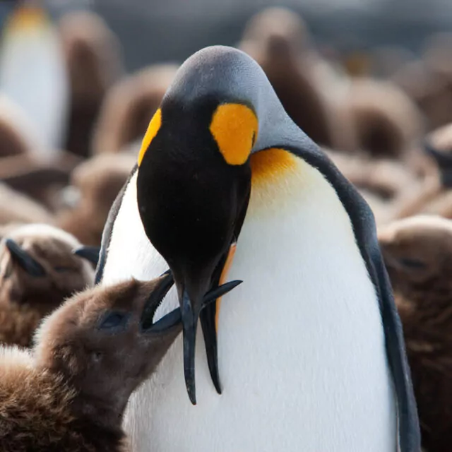 Königspinguine Südgeorgien Antarktis © Jan Veen Oceanwide Expeditions