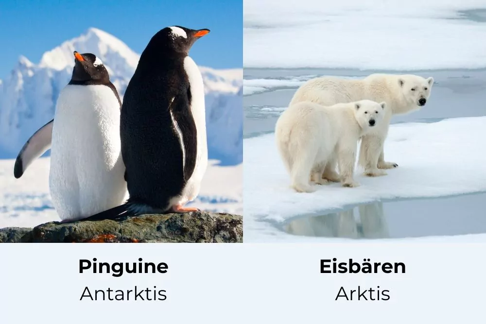 Bild von einem Pinguin und einem Eisbär mit der Aufschrift: Pinguine, Antarktis und Eisbären, Arktis.