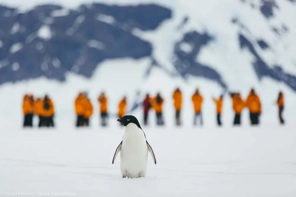 Adeliepinguin in der Antarktis mit Quark Expeditions © David Merron Adeliepinguin im Vordergrund mit Passagieren im Eis im Hintergrund