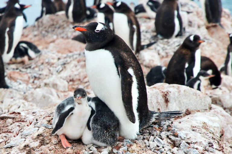 Eselspinguin mit Küken in der Antarktis