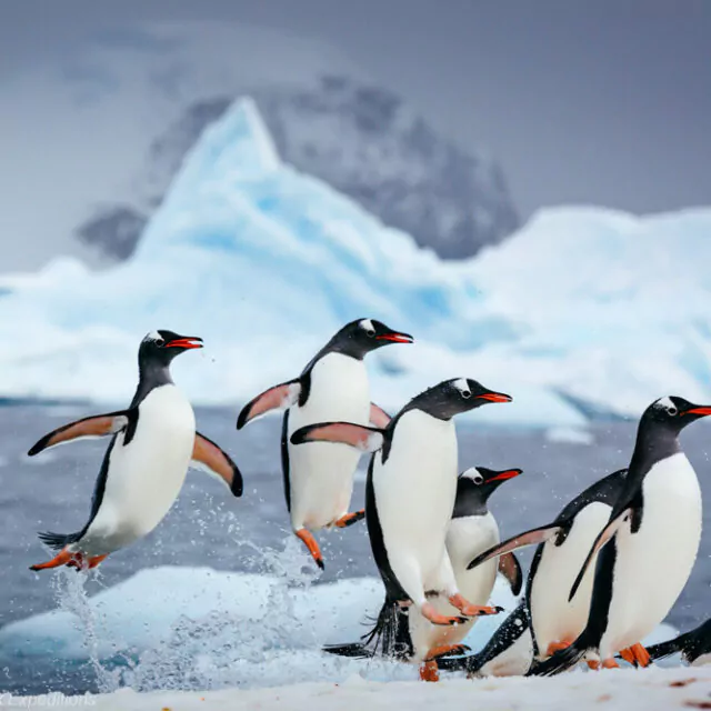 Eselspinguine springen aus dem Meer auf eine Eisscholle