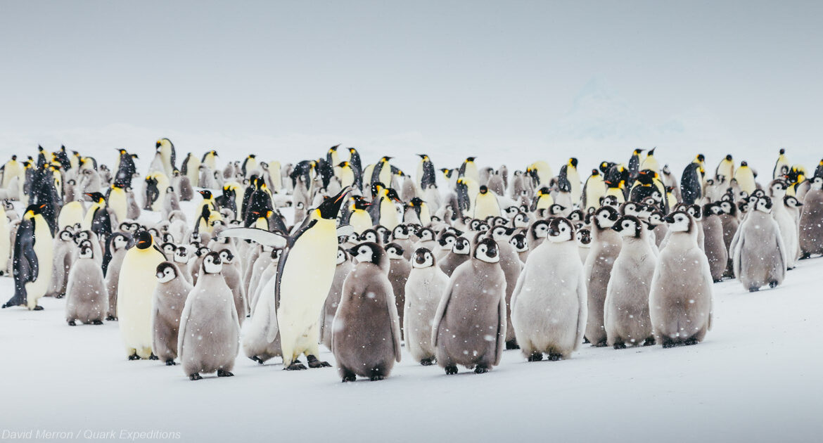 Kaiserpinguine auf Snow Hill in der Antarktis mit Quark Expeditions © David Merron