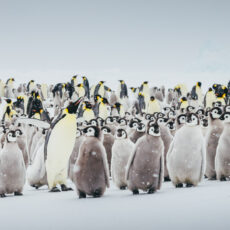 Kaiserpinguine auf Snow Hill in der Antarktis mit Quark Expeditions © David Merron