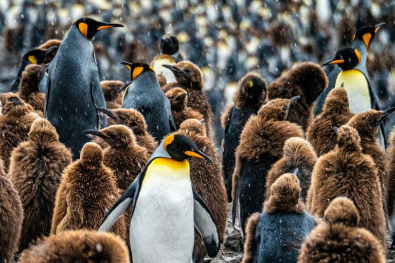 Königspinguine auf Südgeorgien in einer Brutkolonie mit ihren braunen Küken