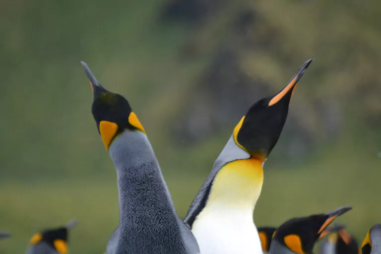 Königspinguine in Südgeorgien in der Antarktis