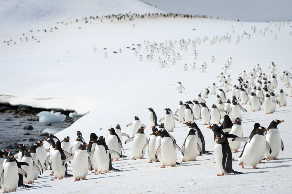 Pinguine in der Antarktis mit einer Reise von Polar Latitudes Pinguine in der Antarktis mit einer Reise von Polar Latitudes