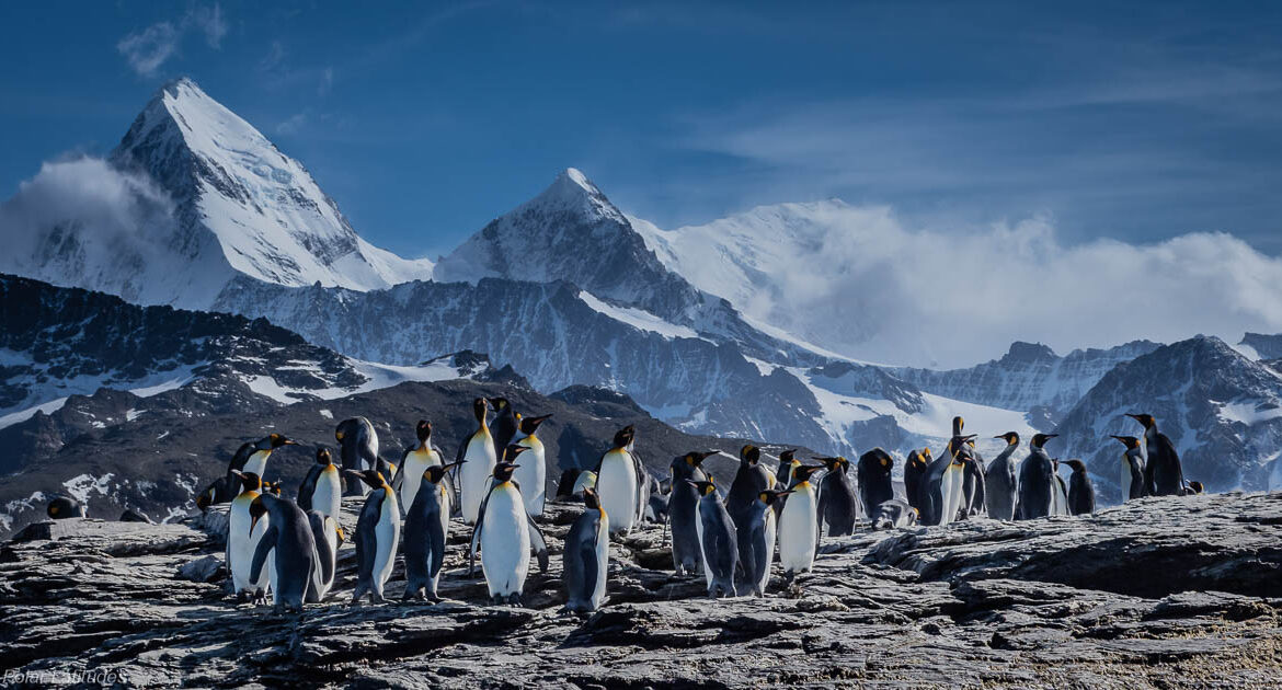 Traumreise Wildtiere Südgeorgien Antarktis Reise von von Polar Latitudes