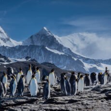 Traumreise Wildtiere Südgeorgien Antarktis Reise von von Polar Latitudes