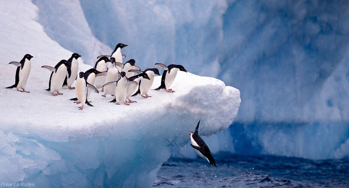 Weinhachten in der Antarktis Reise von von Polar Latitudes