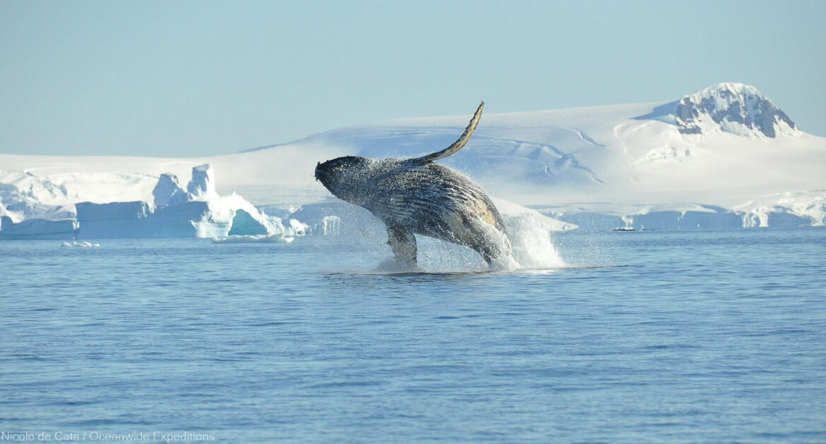 Buckelwal Walbeobachtung Antarktische Halbinsel Nicolo de Cata Oceanwide Expeditions