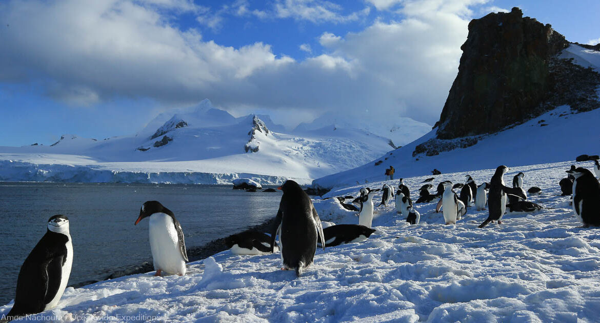 Zügelpinguine auf der Antarktischen Halbinsel Amos Nachoum Oceanwide Expeditions