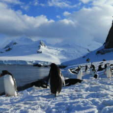 Zügelpinguine auf der Antarktischen Halbinsel Amos Nachoum Oceanwide Expeditions