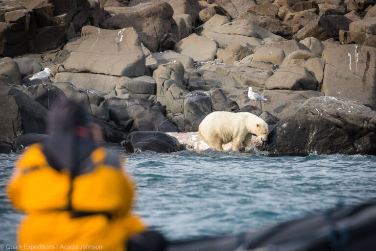 Eisbär an der Küste von Spitzbergen in der Arktis Quark Expeditons Acacia JohnsonEisbär an der Küste von Spitzbergen in der Arktis Quark Expeditons Acacia Johnson