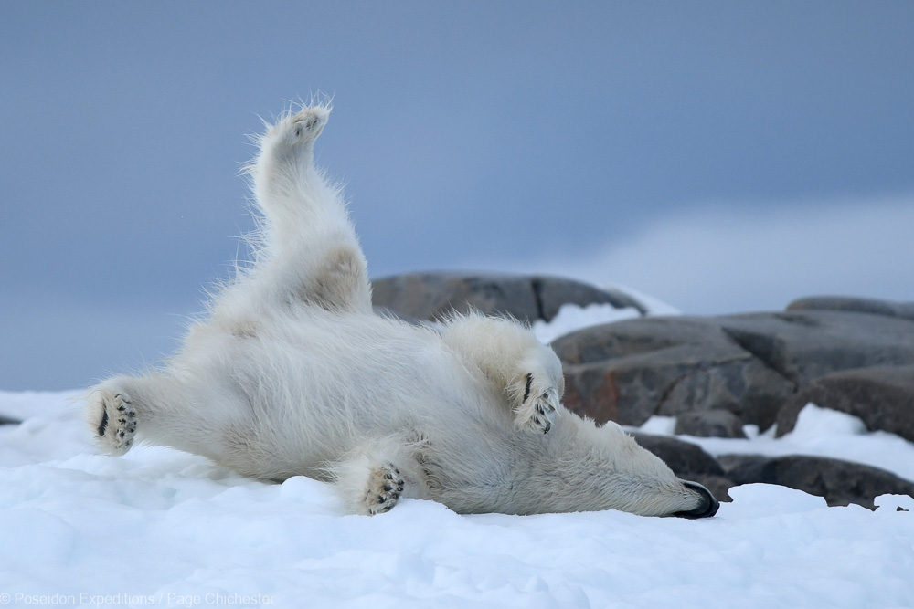 Eisbär auf Spitzbergen Poseidon Expeditions Page Chichester Eisbär auf Spitzbergen Poseidon Expeditions Page Chichester
