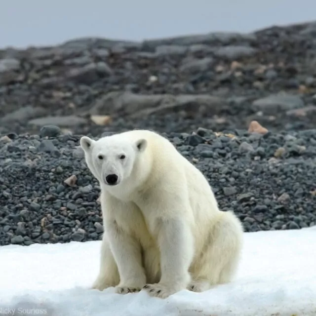 Eisbär in Spitzbergen in der Arktis Quark Expeditons Nicky Souness