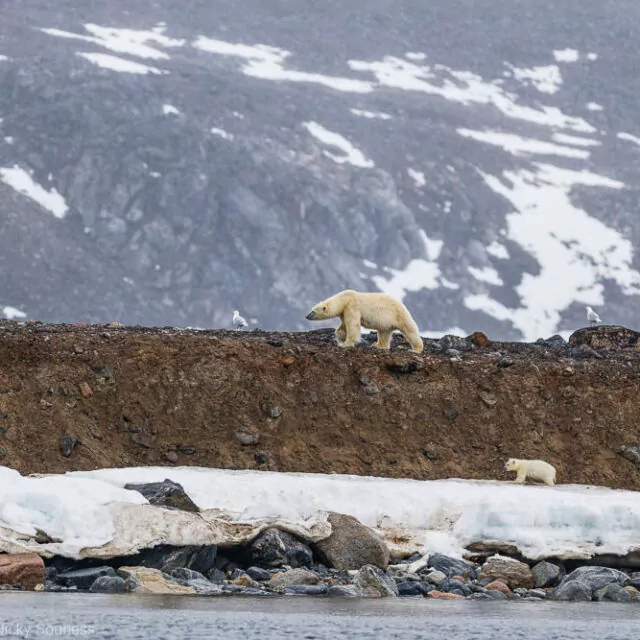 Eisbären in Spitzbergen in der Arktis Quark Expeditons Nicky Souness