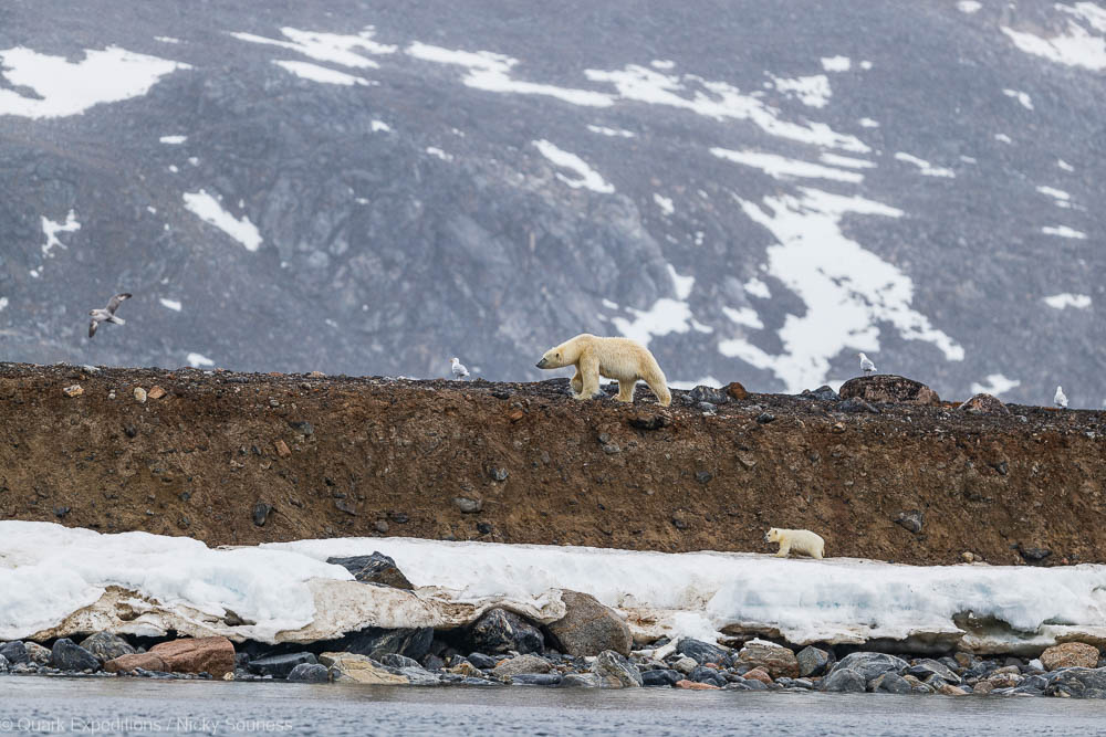Eisbären in Spitzbergen in der Arktis Quark Expeditons Nicky Souness