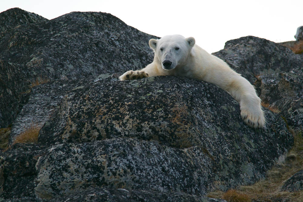 Eisbär in der Arktis auf einem Felsen Eisbär in der Arktis auf einem Felsen