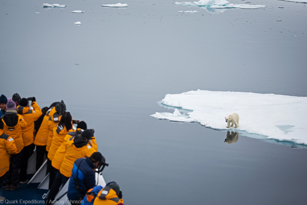 Foto von Eisbären in Spitzbergen Arktis Quark Expeditons Acacia Johnson